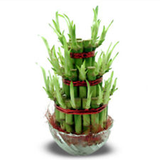 chinese bamboo feng shui image chinese bamboo